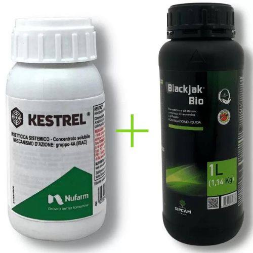 kestrel-black jack